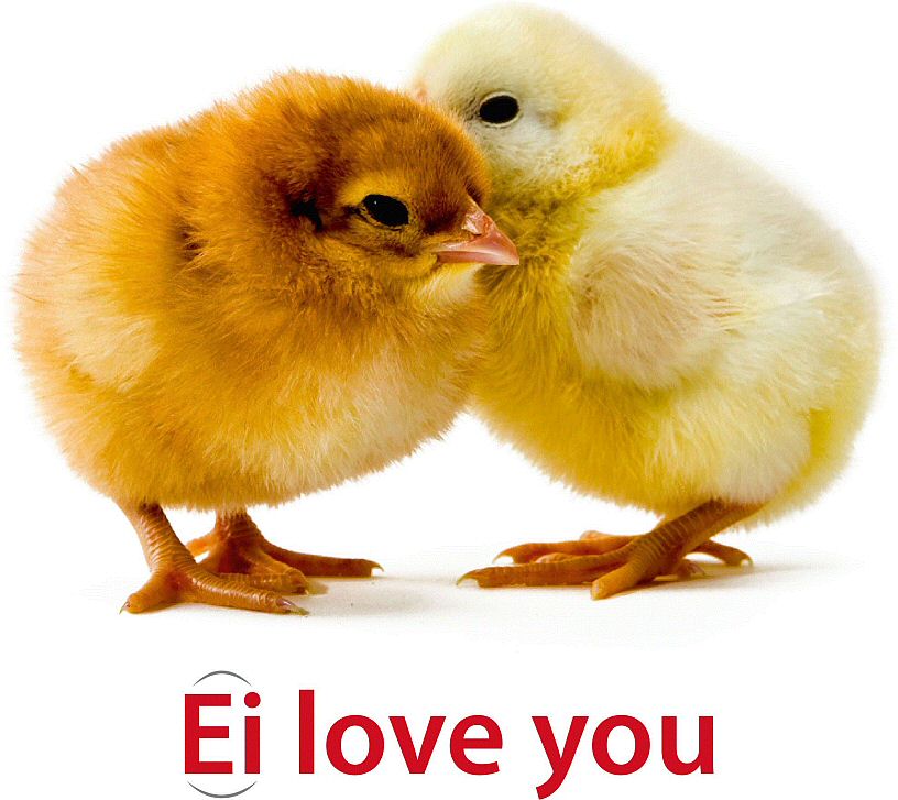 Paraqitja e markës Ei love you