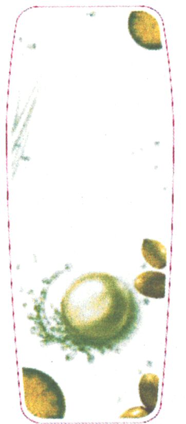 Paraqitja e markës AL/M/1/926212