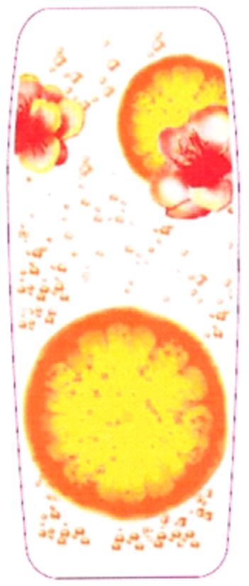 Paraqitja e markës AL/M/1/926213