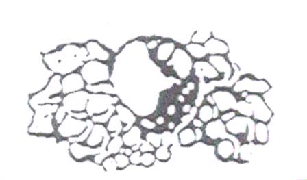 Paraqitja e markës P. FIGURE FRUTI
