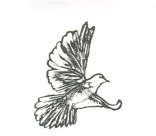 Paraqitja e markës DOVE (VIZATIM)