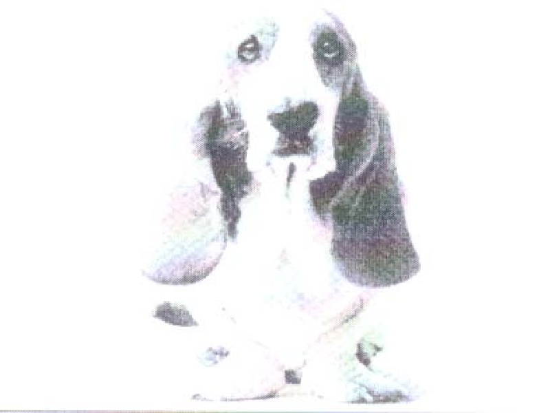 Paraqitja e markës DOG LIKENESS