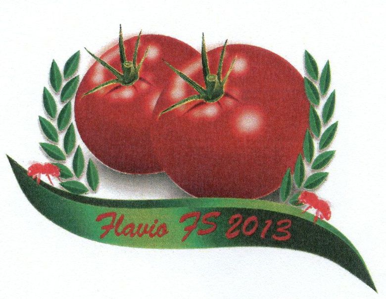 Paraqitja e markës Flavio FS 2013
