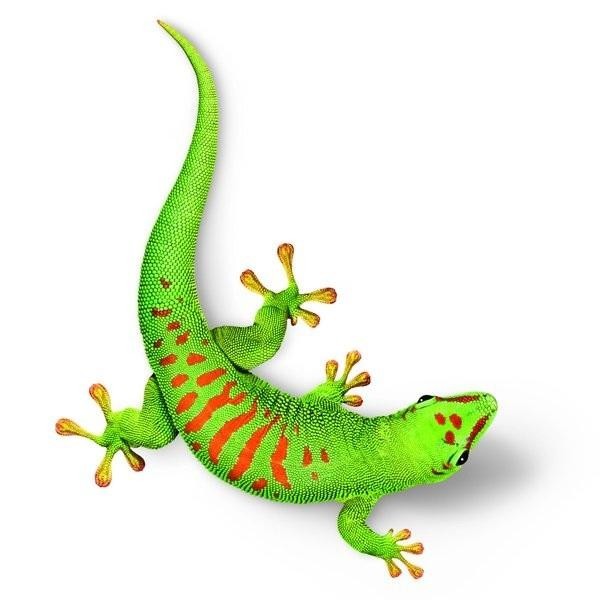 Paraqitja e markës GECKO